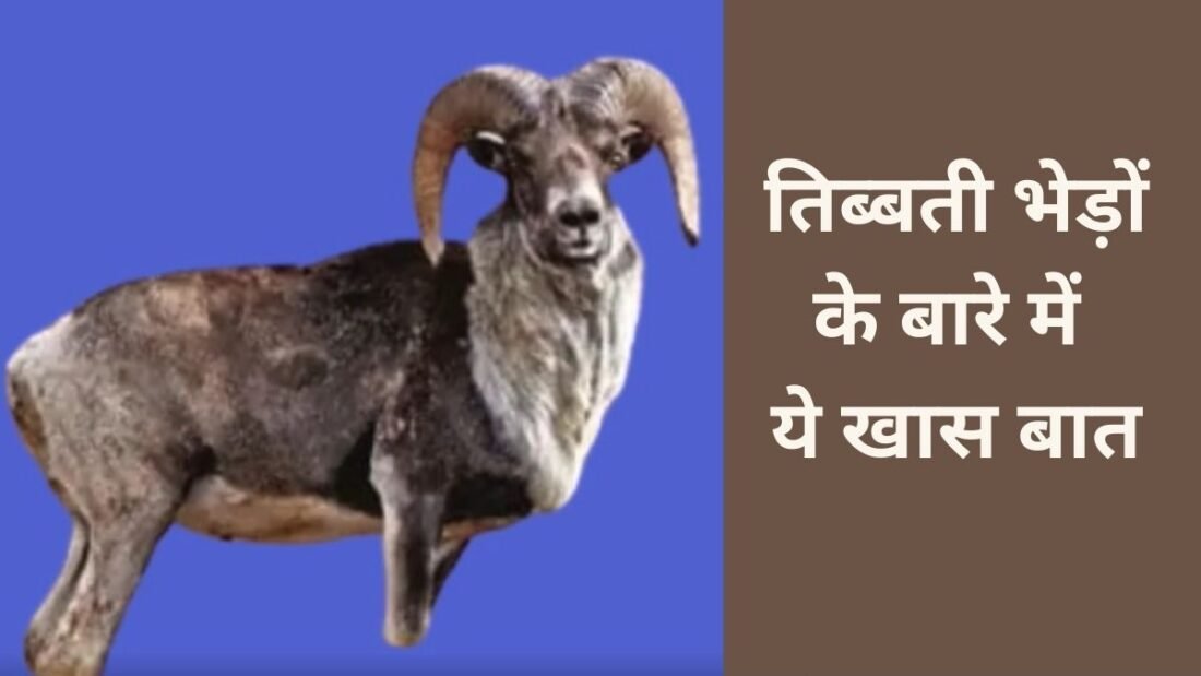 तिब्बती भेड़ों को ओविस एरीज भी कहते हैं. ये एक ऐसी नस्ल की भेड़ें हैं, जो तिब्बती पठार में मिलती हैं. ये भेड़ें सर्दी और कम ऑक्सीजन वाले वातावरण में भी अच्छी तरह से रह सकती हैं.