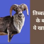 तिब्बती भेड़ों को ओविस एरीज भी कहते हैं. ये एक ऐसी नस्ल की भेड़ें हैं, जो तिब्बती पठार में मिलती हैं. ये भेड़ें सर्दी और कम ऑक्सीजन वाले वातावरण में भी अच्छी तरह से रह सकती हैं.