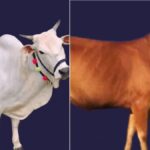 पुंगनूर गाय दुनिया में सबसे खूबसूरत गायों में शामिल है. ये गाय दूध कम मात्रा में देती है. पुंगनूर गाय औसतन 1-3 लीटर दूध ही रोजाना दे पाती है. जबकि ये गाय प्रत्येक दिन करीब पांच किलो चारा खा जाती है.