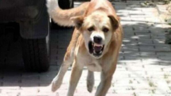 To develop the ‘State Action Plan for Rabies Elimination’(SAPRE), regional level workshops have been conducted for southern states, northeastern states, North region states and Delhi in the last two years.