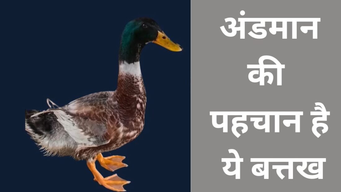 इस बत्तख का आकार मध्यम होता है. ये बत्तख मुख्य रूप से मांस और अंडों के लिए पाली जाती हैं.