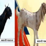 livestock