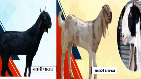 livestock