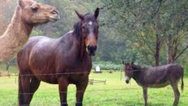 The total project cost approved for the Section 8 companies amounts to ₹3.09 crore, with a capital subsidy of ₹1.46 crore.