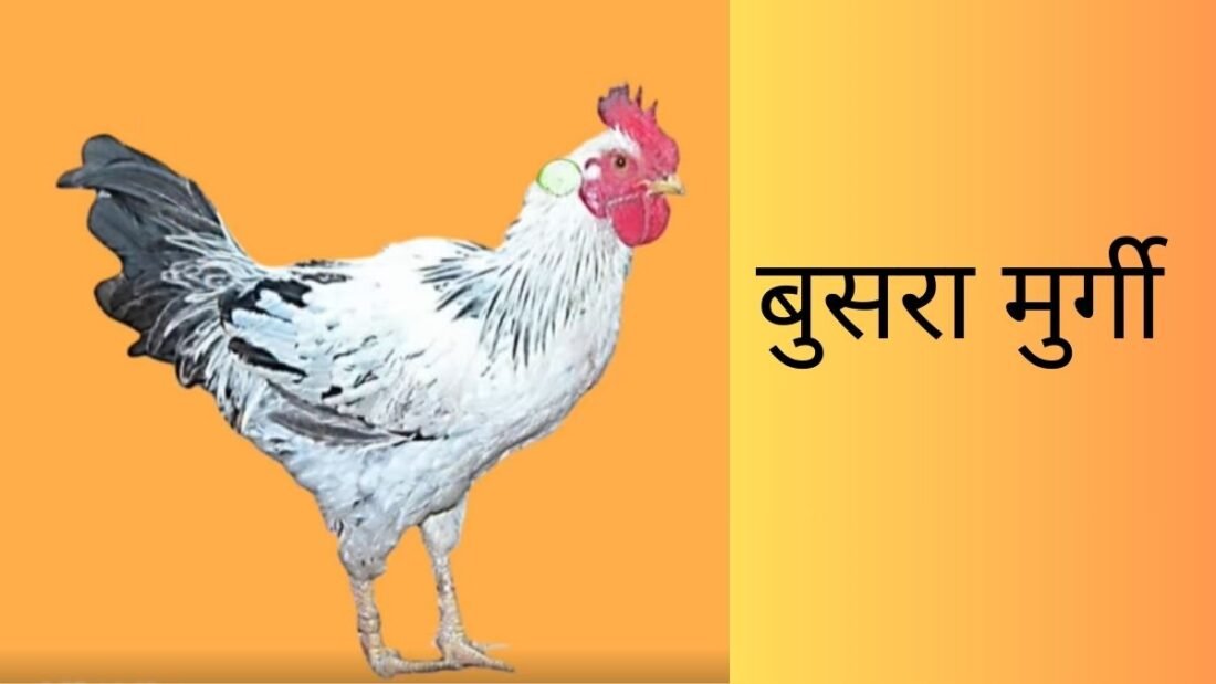 बुसरा भारत में पाई जाने वाली एक छोटी से मध्यम आकार की मुर्गी की नस्ल है.