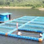 केज मछली पालन में मछलियां एक सीमित क्षेत्र में रखी जाती हैं.