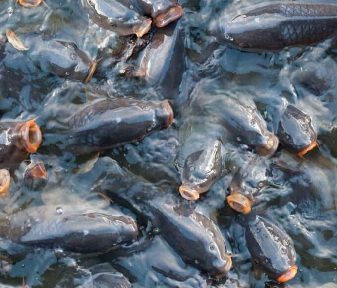 The State-wise number of coastal fishermen villages for development as Climate Resilient Coastal Fishermen Villages are envisaged in proportion to the total number of coastal fishermen villages in the State and at present