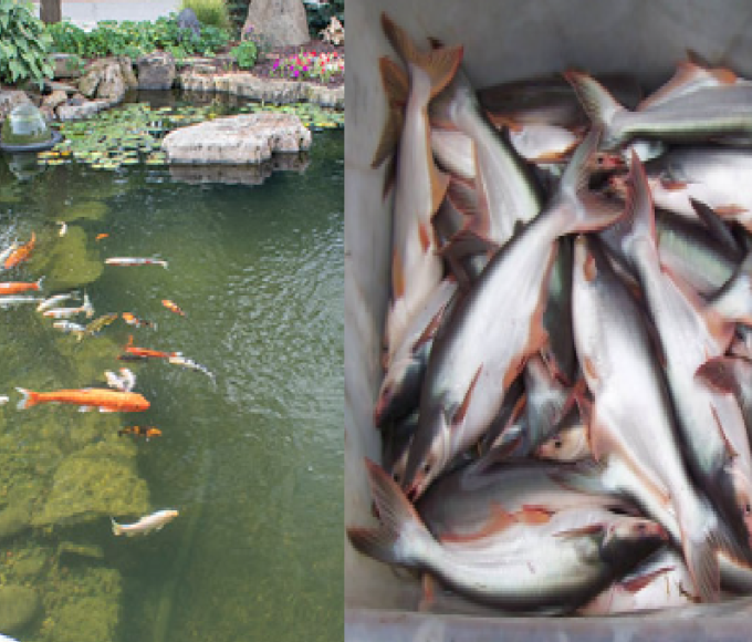 fish pond