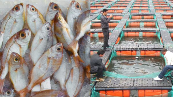 Further, necessary provisions are made by the State Government in their respective Marine Fishing Regulation Acts Rules (Amendments) for the installation of Turtle Excluder Devices (TED) for the protection of sea turtles.