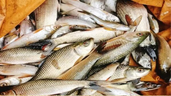 Under PMMSY, the activities such as sea ranching and installation of artificial reefs are supported for the first time by the Government across entire coastline of India for enhancing the fish stocks and supporting livelihood of fishers.