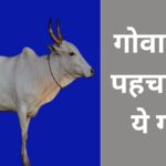 ये गाय गोवा के जलवायु का सामना करने की बेहतरीन क्षमता रखती है. सबसे बड़ी खासियत यही है. इस नस्ल की गाय खासियत ये भी है कि ये बहुत ही कम खर्च में अपना गुजारा कर लेती है.