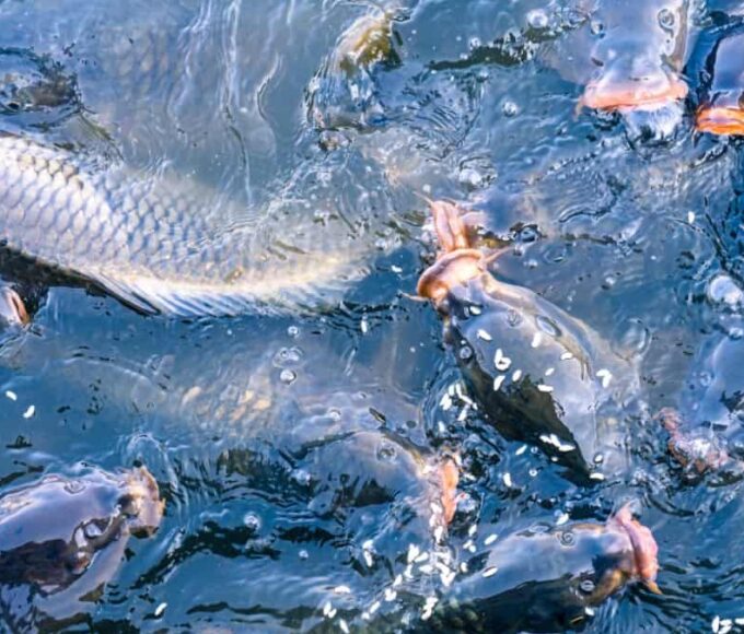 In addition, the Government of India has also extended the facility of the Kisan Credit Card (KCC) to the fishers and fish farmers to meet their working capital requirements.