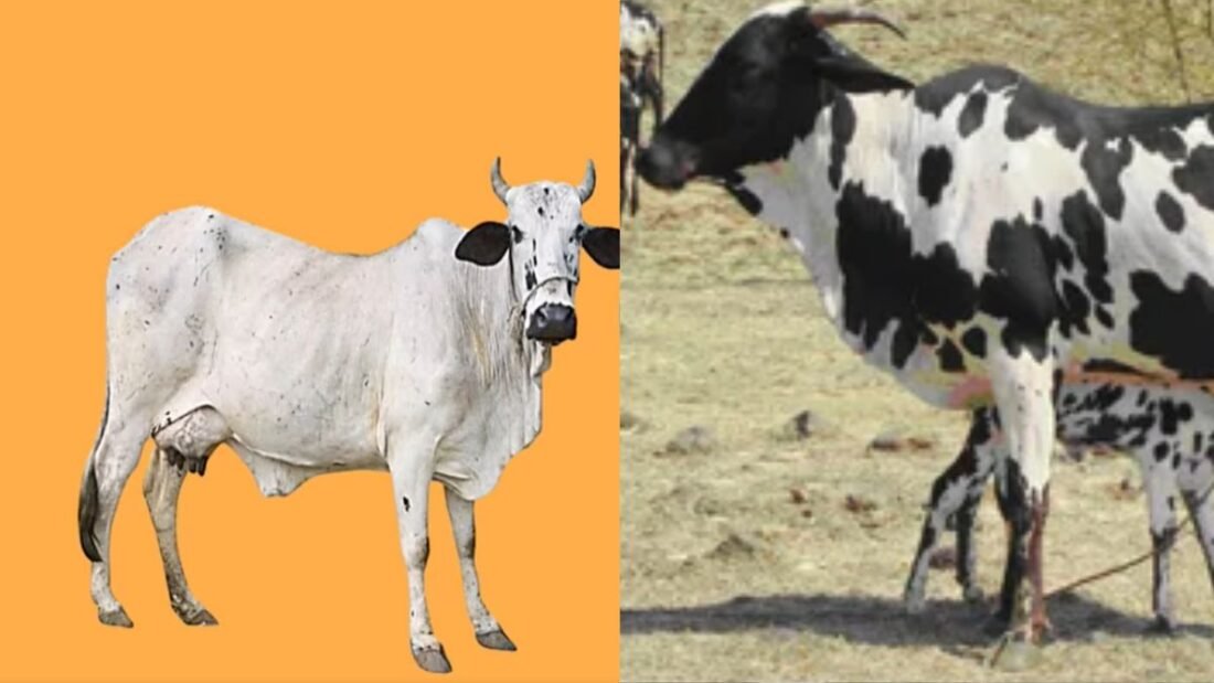 डांगी गाय को ये चीज अन्य भारतीय मवेशी नस्लों से अलग करती है, ये मध्यम आकार का पशु है, जिसका शरीर कॉम्पैक्ट और मजबूत होता है.