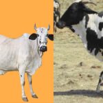 डांगी गाय को ये चीज अन्य भारतीय मवेशी नस्लों से अलग करती है, ये मध्यम आकार का पशु है, जिसका शरीर कॉम्पैक्ट और मजबूत होता है.