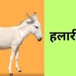हलारी गधे की औसत ऊंचाई 108 सेमी और गधी की 107 सेमी होती है. गधे की औसत लंबाई 117 सेमी और गधी 115 सेमी की होती है. एक दिन में यह गधे 35 से 40 किमी तक का सफर तय कर लेते हैं.