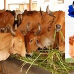 पशुपालक की उम्र 21 साल से ऊपर होनी चाहिए. उन्हें अनुभव के लिए सरकारी या सरकार नामित संस्था से डेयरी फार्मिंग का प्रशिक्षण भी लेना जरूरी है.