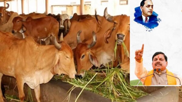 पशुपालक की उम्र 21 साल से ऊपर होनी चाहिए. उन्हें अनुभव के लिए सरकारी या सरकार नामित संस्था से डेयरी फार्मिंग का प्रशिक्षण भी लेना जरूरी है.