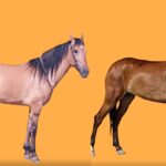 काठियावाड़ी घोड़े बहुत अच्छे खेल के घोड़े भी हैं.