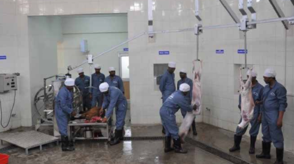 livestock animal news