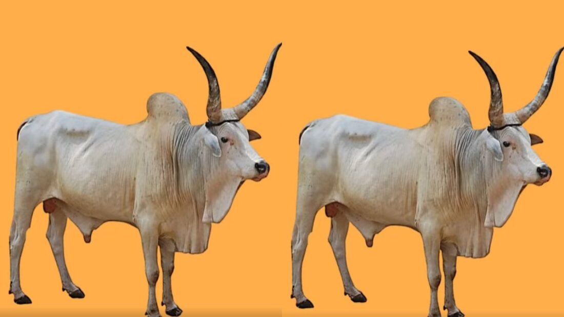 देश में बड़े पैमाने पर गाय पालन किया जा रहा है.