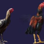 कुछ मुर्गियां ऐसी हैं जो अंडे देने के लिए पाली जाती हैं. जबकि कुछ मुर्गियों का मीट ज्यादा टेस्टी होता है. आंध्र प्रदेश की ये नस्लें हैं असील, कलस्थी, घागस और डंकी नस्ल. इन नस्ल की मुर्गियों का पालन कर रहे हैं तो कई मुर्गियां दोनों काम में आती हैं.