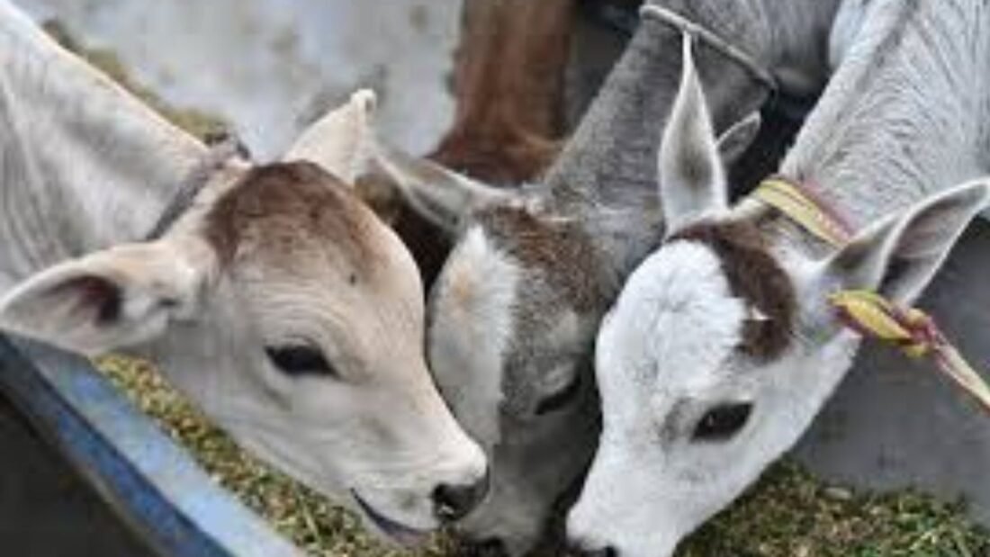 पशुपालक पशु को सेंधा नमक, हरड़, हींग आदि पशुचिकित्सक की सलाह से खिला सकते हैं.