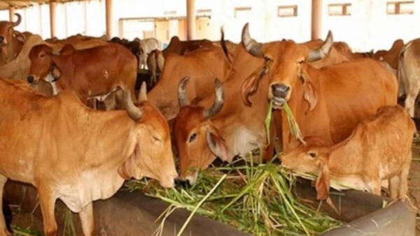 Nationwide Artificial Insemination Programme: The programme aims to enhance AI coverage and deliver quality Artificial Insemination (AI) services free of cost at farmers doorsteps using semen from high-genetic-merit bulls, including indigenous bovine breeds.