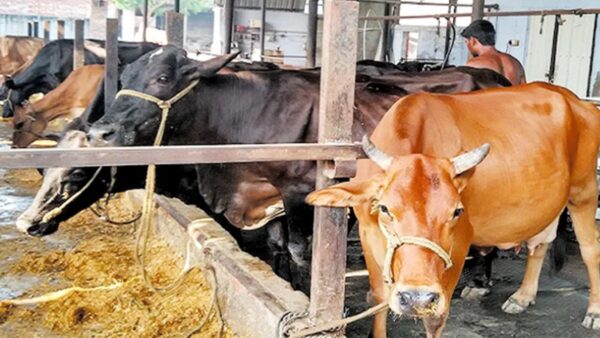 The scheme is set to significantly boost milk production and productivity, ultimately increasing farmers'