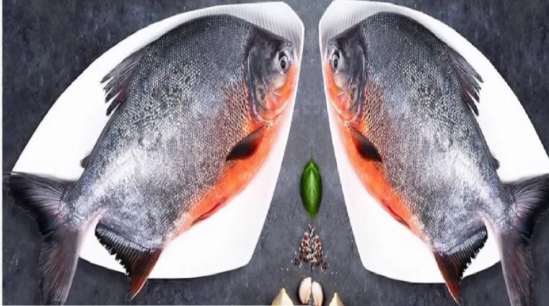 rupchandra fish