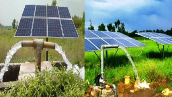 livestock animal news