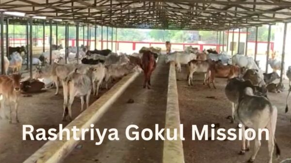 Strengthening of semen stations: In order to attain quantitative and qualitative improvement in semen production funds has been released to the States for strengthening and modernization of semen stations. So far, funds have been sanctioned for strengthening 47 semen station in the country