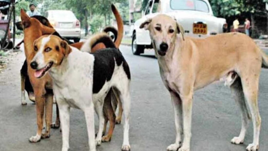 The Central Government has notified the Animal Birth Control Rules, 2023 in supersession of the Animal Birth Control (Dogs) Rules, 2001 to strengthen the implementation of the animal birth control programme.