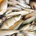 Under Pradhan Mantri Matsya Sampada Yojana (PMMSY) and Fisheries and Aquaculture Infrastructure Development Fund (FIDF) the Department of Fisheries has approved the development of post-harvest interface viz- cold storage, fish processing and Marketing infrastructure.