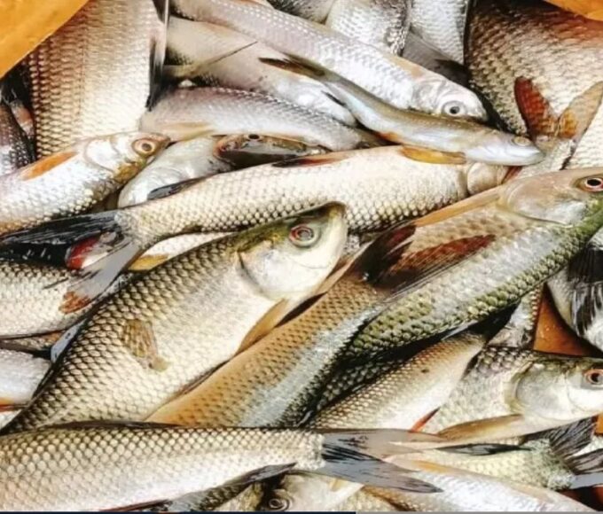 Under Pradhan Mantri Matsya Sampada Yojana (PMMSY) and Fisheries and Aquaculture Infrastructure Development Fund (FIDF) the Department of Fisheries has approved the development of post-harvest interface viz- cold storage, fish processing and Marketing infrastructure.