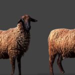 छोटानागपुरी भेड़ की नस्ल मुख्य रूप से झारखंड में पाई जाती है.