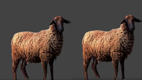 छोटानागपुरी भेड़ की नस्ल मुख्य रूप से झारखंड में पाई जाती है.