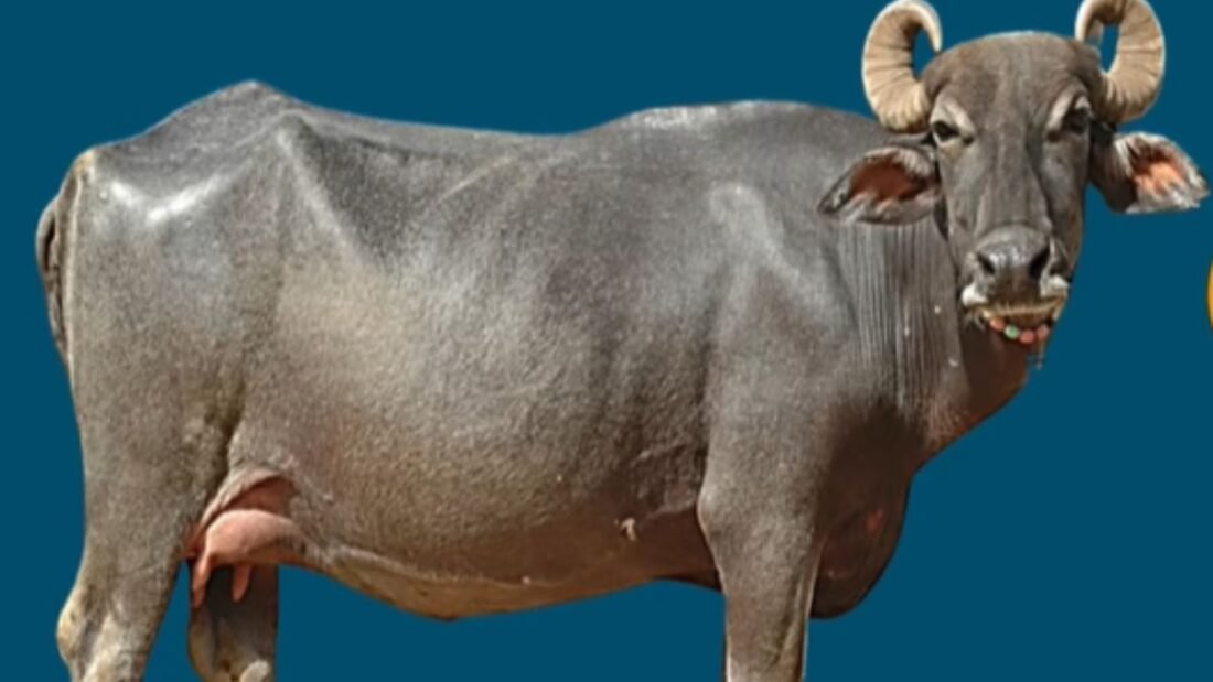 अगर बात करें बफैलो मीट की तो देश में इसे भी बड़े पैमाने पर पंसद किया जाता है.