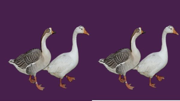 कश्मीर घाटी में पाया जाने वाला घरेलू हंस भारत में घरेलू हंस की एकमात्र प्रजाति है.