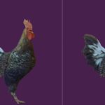 ये कश्मीर की पाई जाने वाली मुर्गी की नस्ल है.