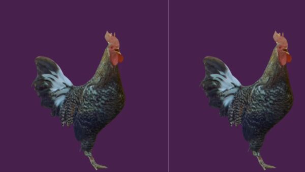 ये कश्मीर की पाई जाने वाली मुर्गी की नस्ल है.