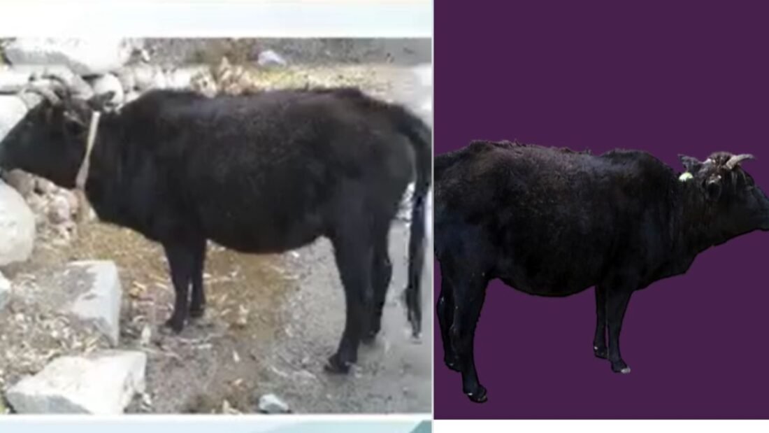 लद्दाखी गाय काले या भूरे रंग का होती हैं. इसका शरीर छोटा होता है और पैर छोटे होते हैं.