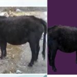 लद्दाखी गाय काले या भूरे रंग का होती हैं. इसका शरीर छोटा होता है और पैर छोटे होते हैं.