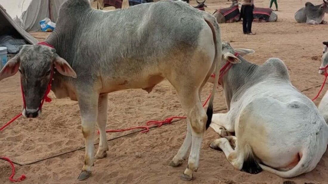 इस नस्ल का रंग हल्का लाल सफेद और हल्का जमुनी होता है.