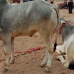 इस नस्ल का रंग हल्का लाल सफेद और हल्का जमुनी होता है.