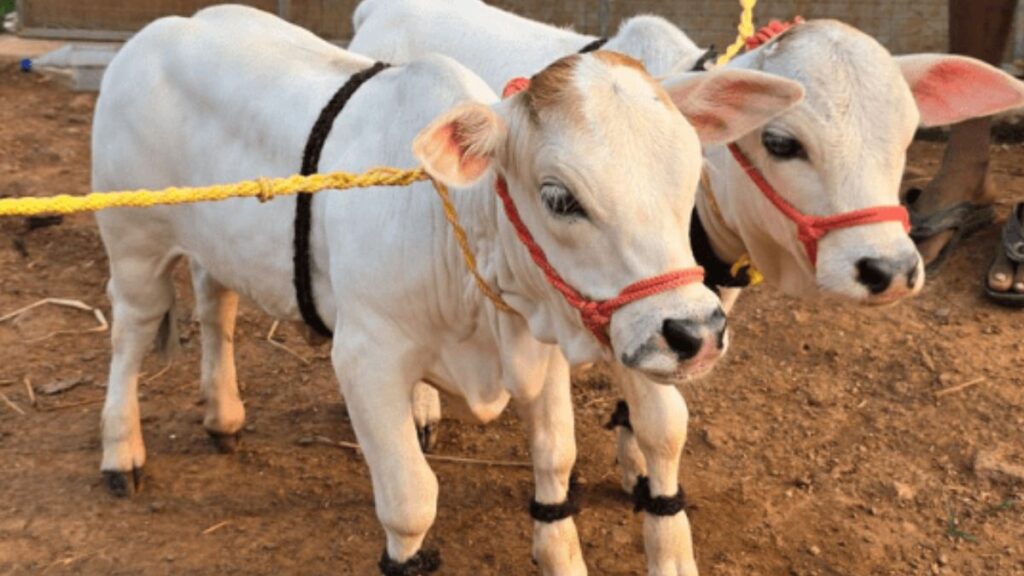 पुंगनूर गाय लगभग ढाई फीट तक होती है. किसी भी पशुपालक के लिए इस गाय को पालना बहुत ही आसान है.