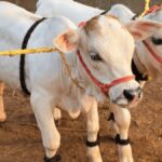 पुंगनूर गाय लगभग ढाई फीट तक होती है. किसी भी पशुपालक के लिए इस गाय को पालना बहुत ही आसान है.