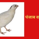 पंजाब वाईट बटेर के अंडे 12 ग्राम तक के होते हैं.
