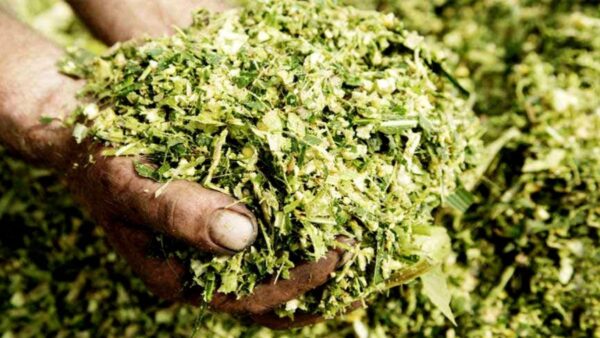 अच्छा साइलेज बनाने के लिए यह जरूरी है, कि फसल का चुनाव अच्छी प्रकार से किया जाए.