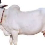 provide support in the form of Interest subvention on working capital loans.