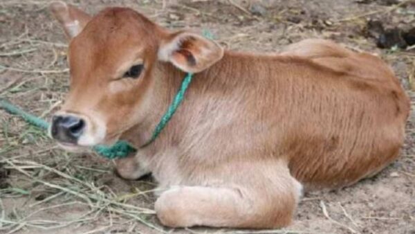 पशुपालक को सदैव उत्तम और शुद्ध नस्ल के पशु ही खरीदना चाहिए.